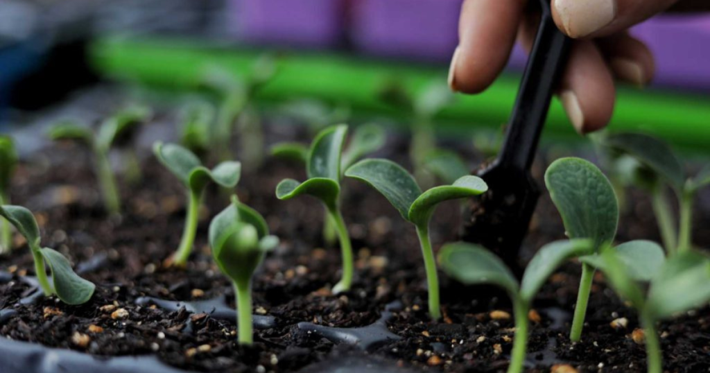 Hydroponics Nutrient Solutions